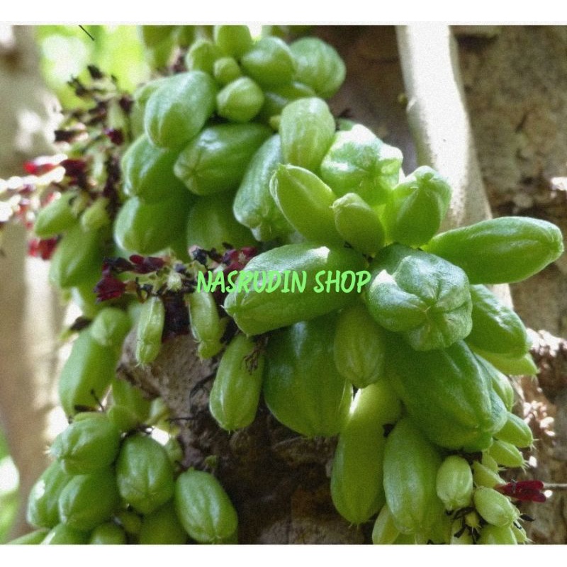 Jual BUAH BLIMBING WULUH SEGAR / BUAH BELIMBING SAYUR LANGSUNG PETIK ...