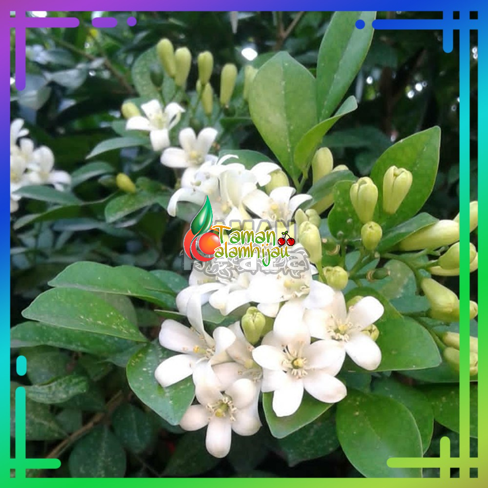 Jual Tanaman Hias Bunga Kemuning Subur/Tanaman Indoor/Outdoor/Bibit ...