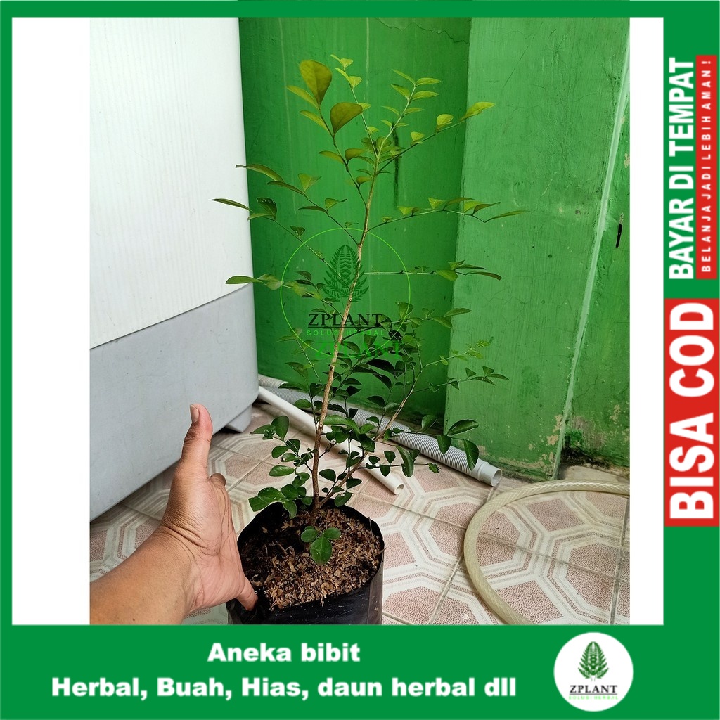 Jual Bibit Pohon Bunga Kemuning Putih - Tanaman Herbal | Shopee Indonesia