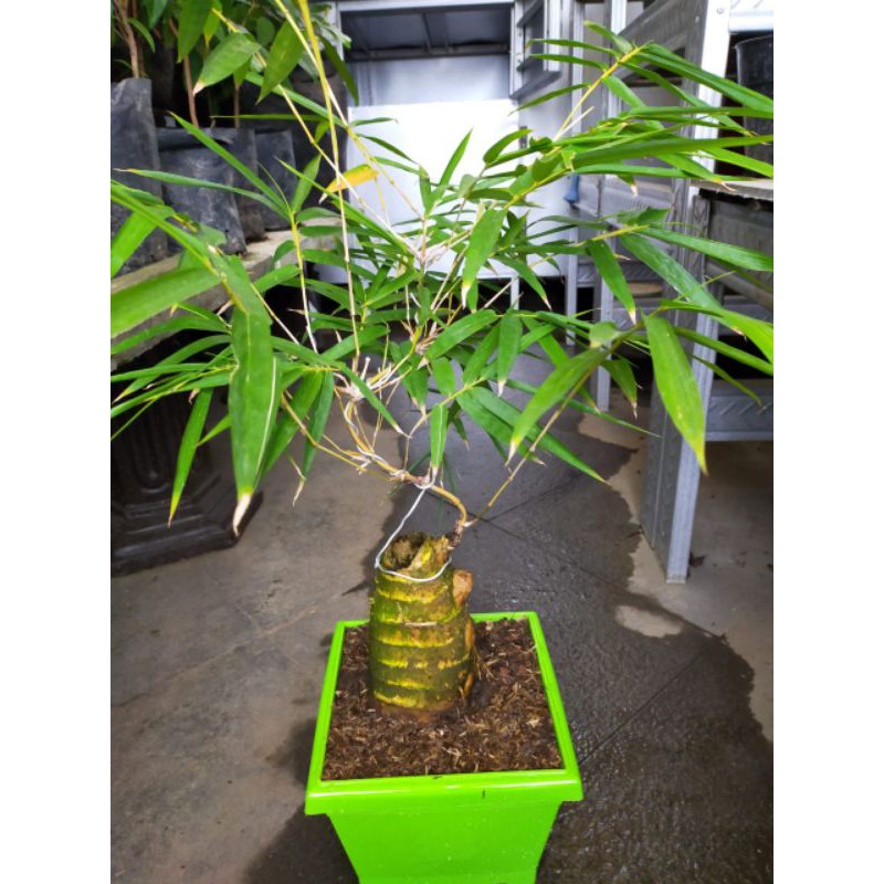 Jual Tanaman hias bonsai bambu kuning plus pot Shopee Indonesia