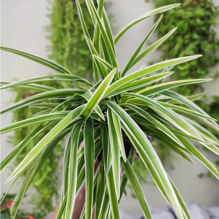Jual Tanaman Spider Plant Lily Paris Bunga Lili Paris Spider Plant 