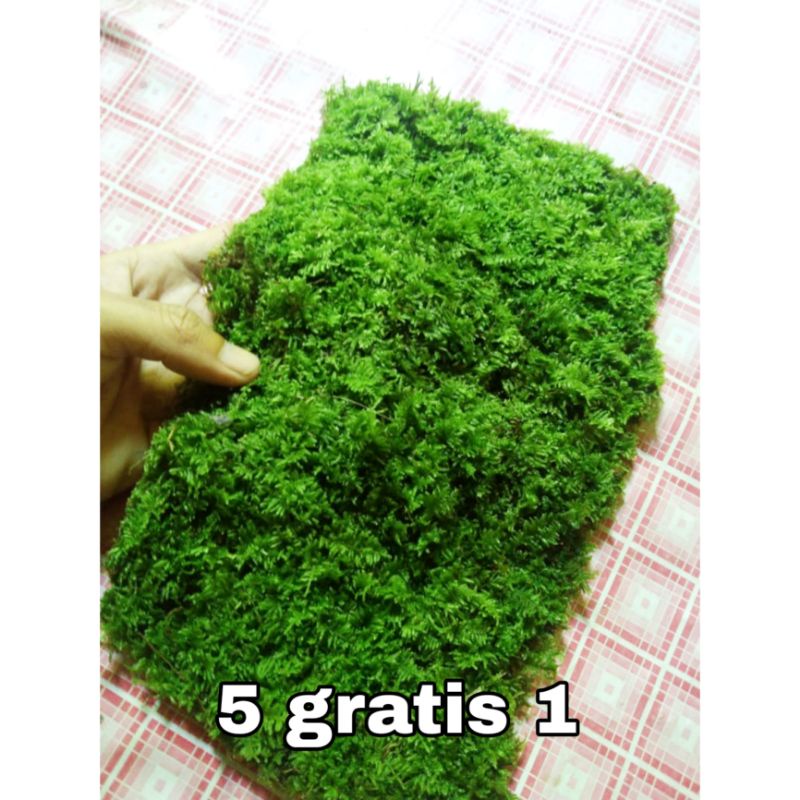Jual Moss weeping clump Moss aquascape tanaman aquascape | Shopee Indonesia