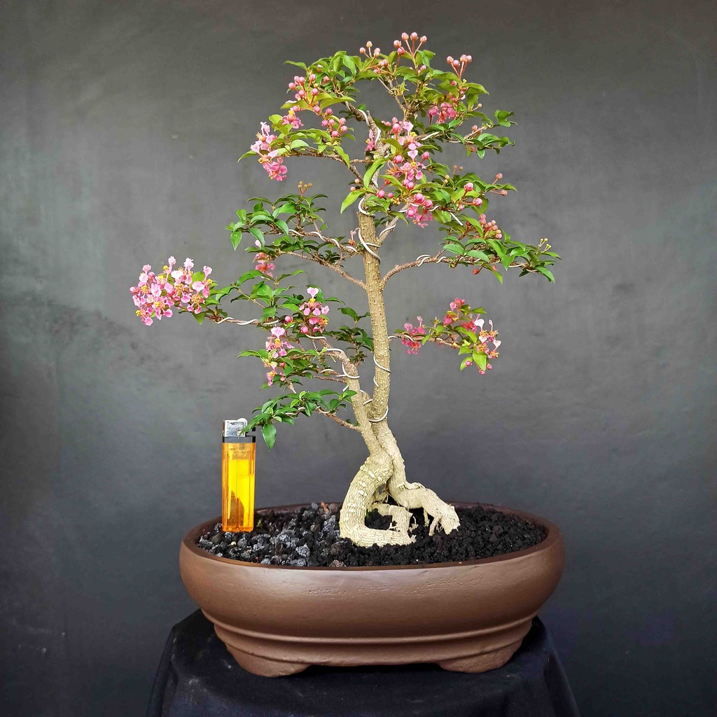 Jual Bonsai Sakura Mikro Tanaman Hias Style Natural Siap Pajang