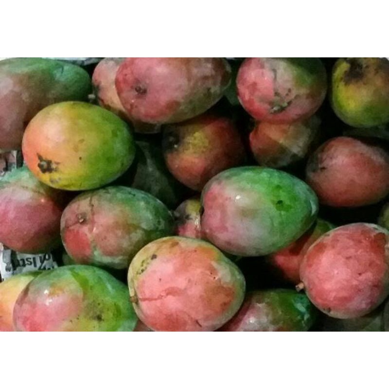 Jual Buah Mangga Brazil Brasil Mangga Irwin Manis Segar 1 Kg Fresh Shopee Indonesia 