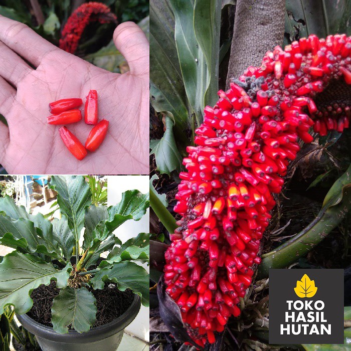 Jual Bibit Antorium Benih Tanaman Hias Antorium Gelombang Cinta Toko Hasil Hutan Shopee 4695