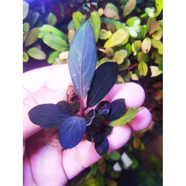 Jual Bucephalandra sp dark silver grey | Shopee Indonesia