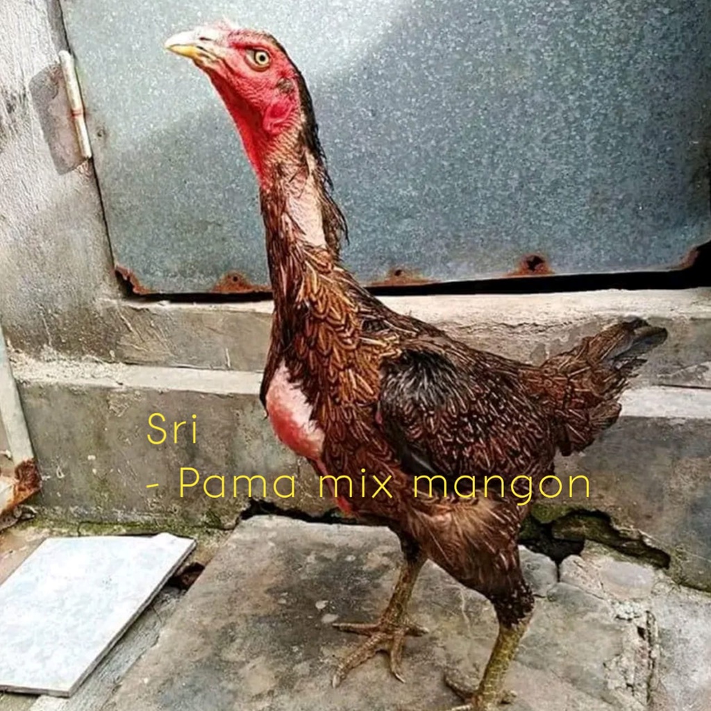 Jual Ayam Bangkok Asli Telur Fertil Super Tetas Induk Pama Mix Mangon Shopee Indonesia 5131