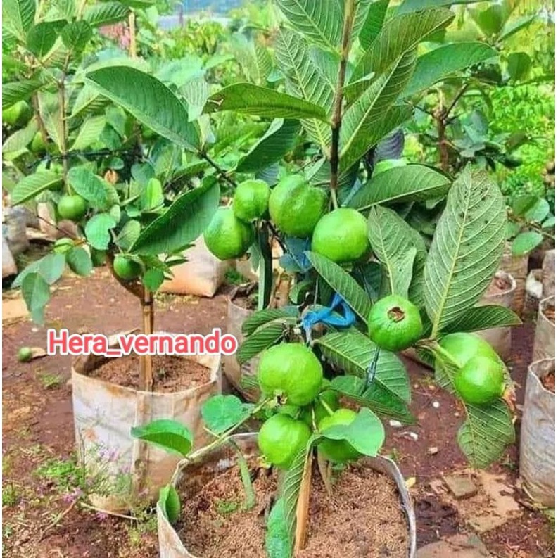 Bibit Jambu Kristal Non Biji Kondisi Sudah Berbuah