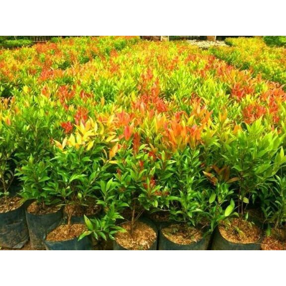 Jual tanaman pucuk merah / tanaman pagar | Shopee Indonesia