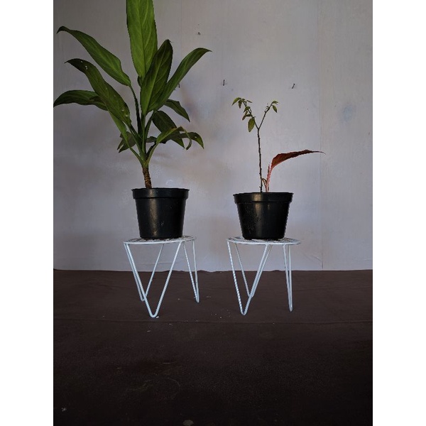Jual STANDING POT / RAK BUNGA KECIL UKURAN 15 CM | Shopee Indonesia