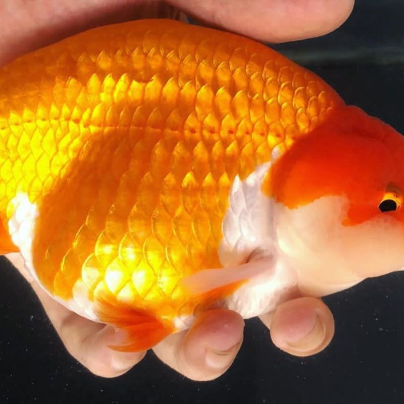 Jual Ikan Hias Mas Koki Goldfish Ranchu Jumbo XXL | Shopee Indonesia