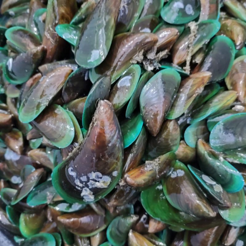Jual Green Mussels/ Kerang Ijo Fresh Frozen Shopee Indonesia