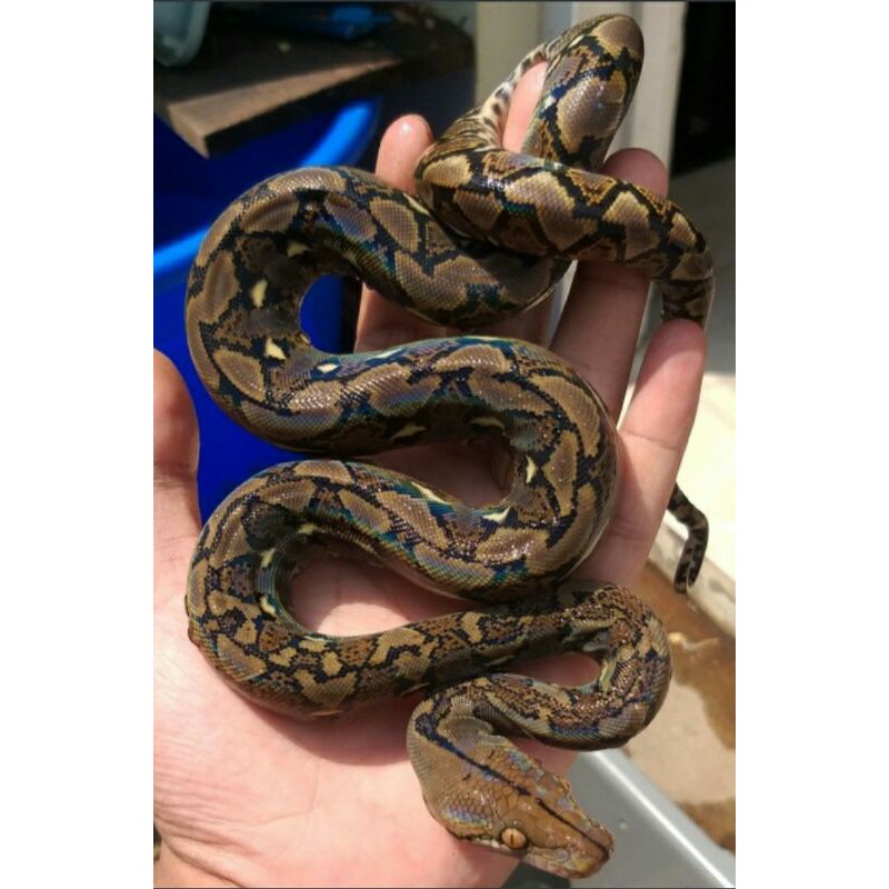 Jual Baby reticulatus python | Shopee Indonesia