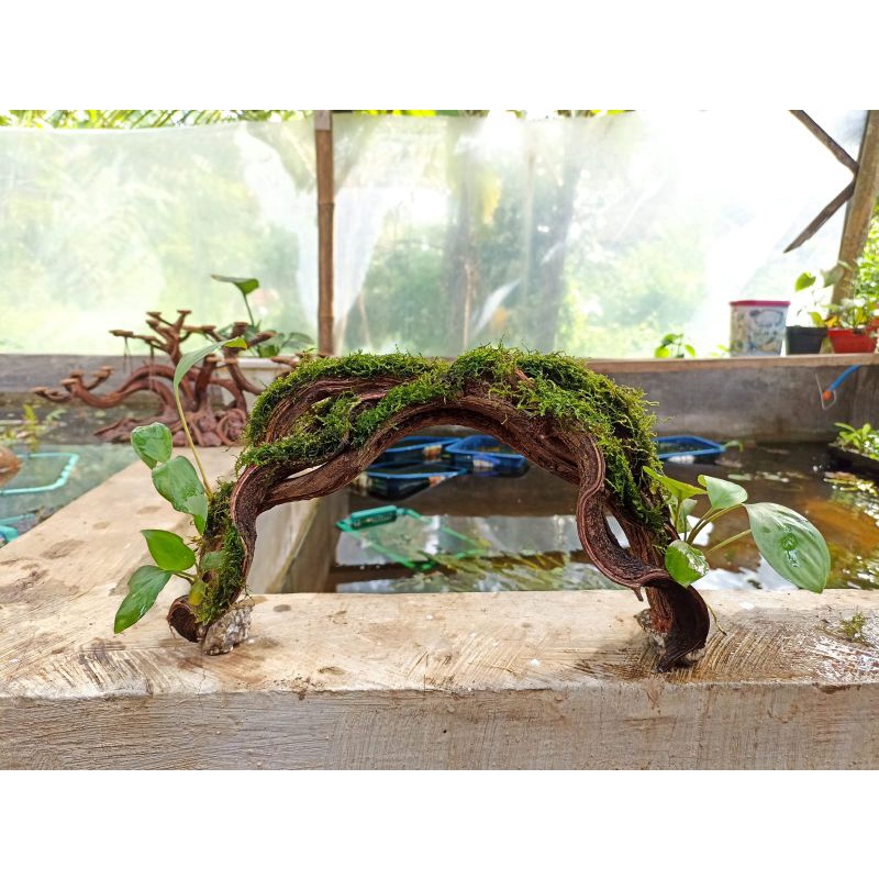Jual BONSAI AQUASCAPE BONUS MOSS Shopee Indonesia