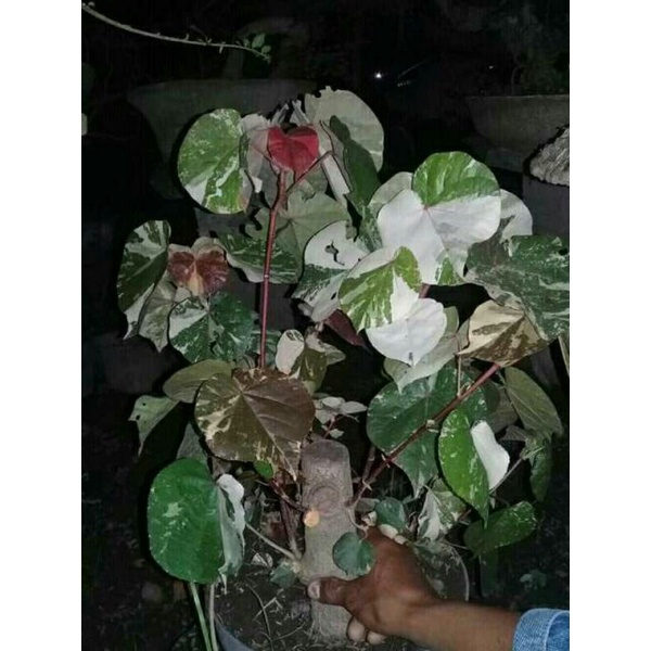 Waru main image 0