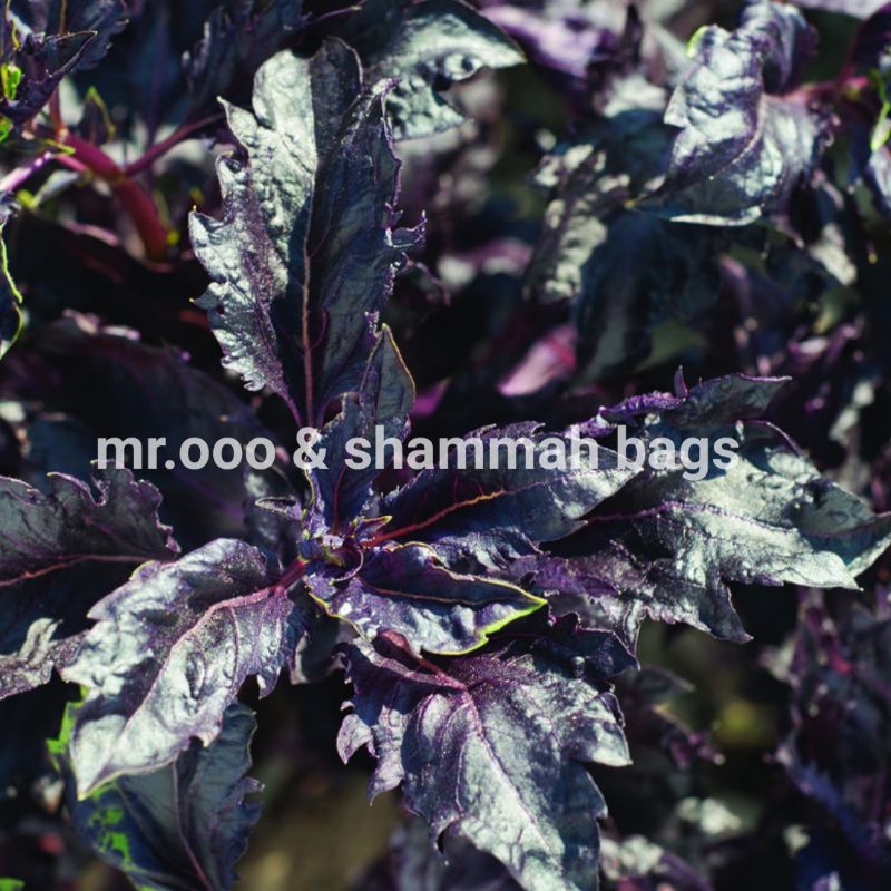 Jual Benih Herb - Basil - Purple Ruffles - 100 benih - Import | Shopee ...