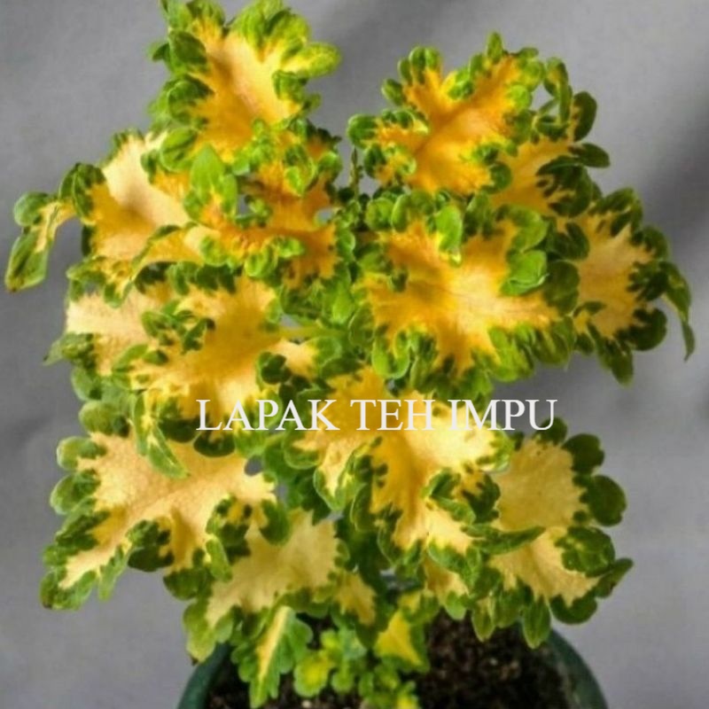 ( BISA COD ) TERMURAH Tanaman Hias Miana Ekor Naga / Bunga Hias Miana Ekor Naga / Tanaman Hidup Miana Ekor Naga- Tanaman hias hidup - bunga hidup - bunga hias