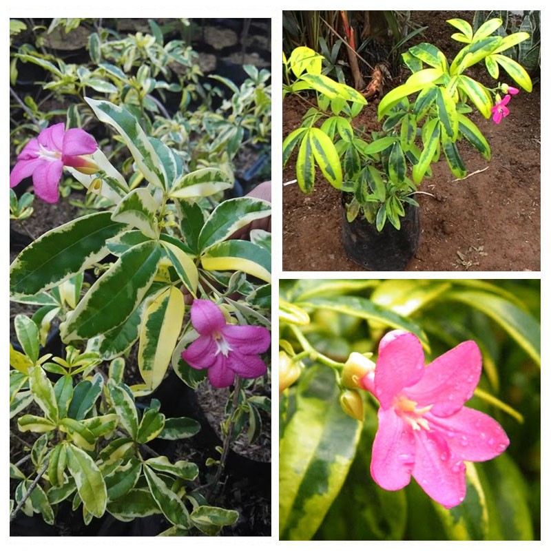 Jual Tanaman Hias Ravenia Pink Variegata | Shopee Indonesia