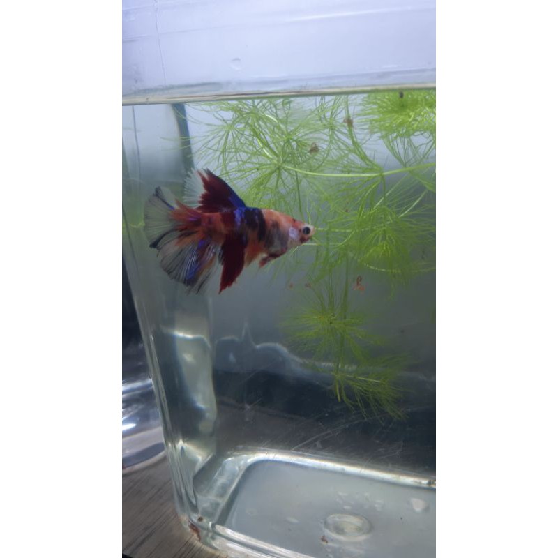 Jual halfmoon nemo multicolor | Shopee Indonesia