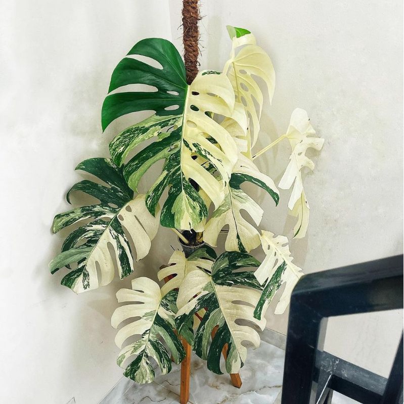 Jual Tanaman Monstera Terlengkap & Harga Terbaru Juli 2026 | Shopee ...
