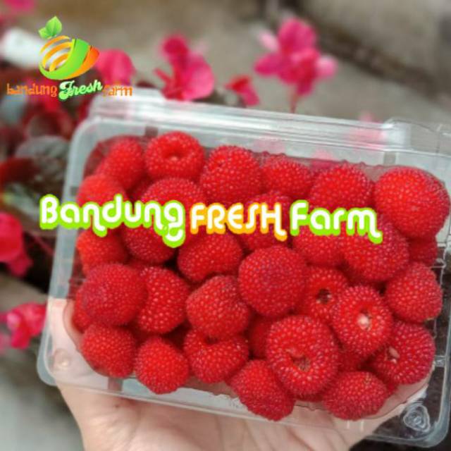 Jual RASPBERRY FRESH LOKAL - 250 gram | Shopee Indonesia