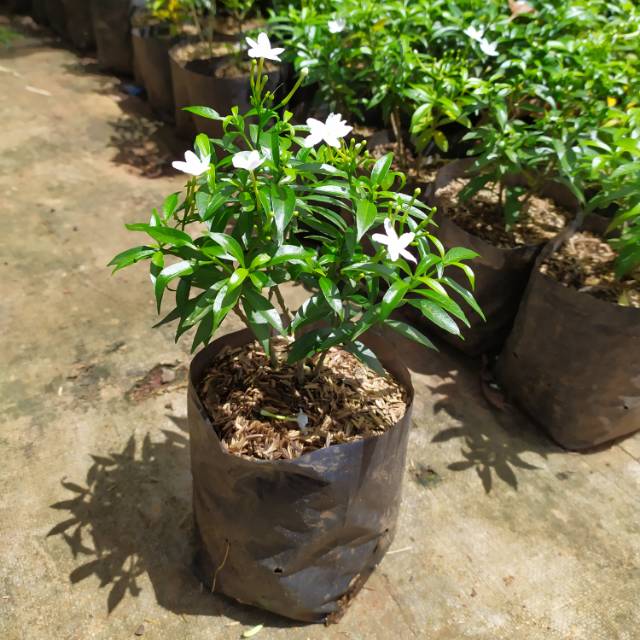 Jual Tanaman Hias Rembosa Bunga Putih - Rembosa Mini | Shopee Indonesia