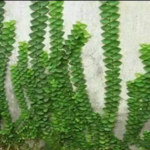Jual Tanaman hias rambat dolar besar | Shopee Indonesia