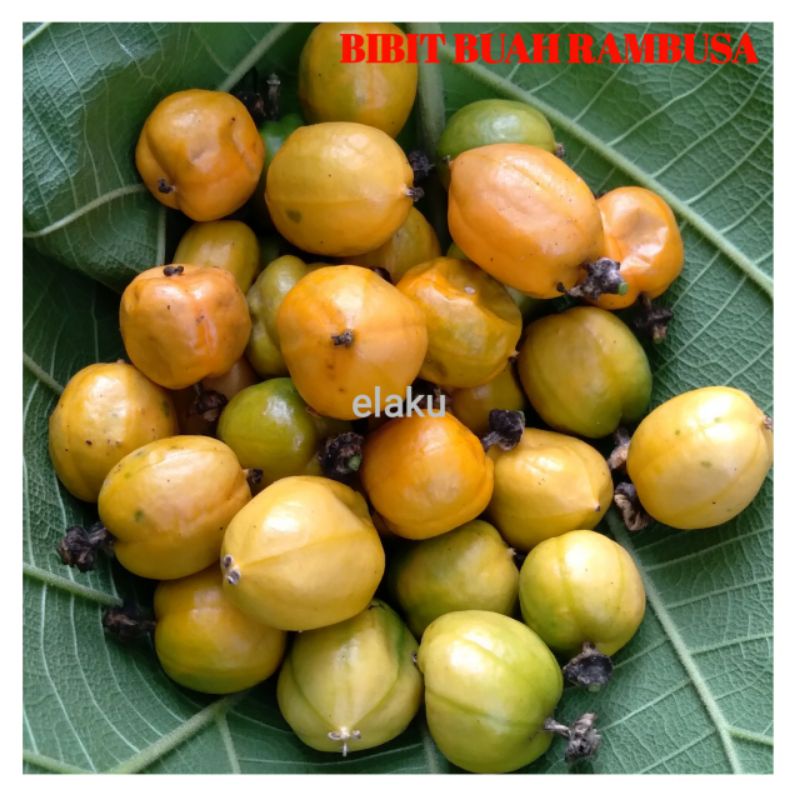 Jual Benih Buah Rambusa isi 50 Biji Tanaman Liar Anggur Hutan | Shopee ...
