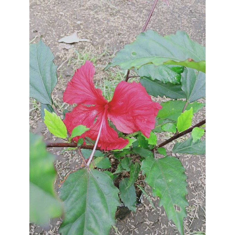Jual tanaman hias pohon Ribang ( merah ) | Shopee Indonesia