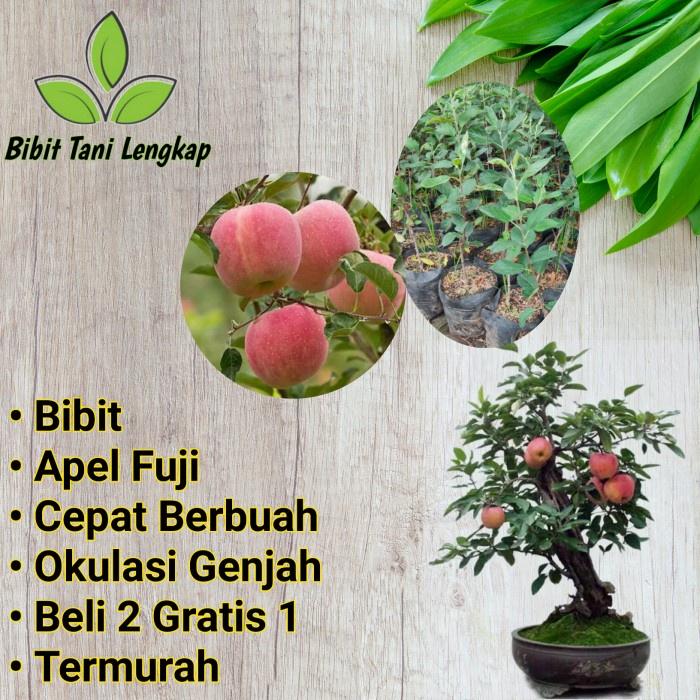 Jual Bibit Tanaman Buah Apel Fuji Pink Honey Cm Shopee Indonesia