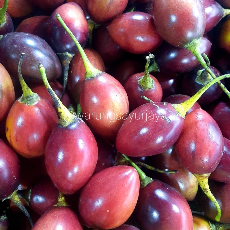 Jual Buah Terong Belanda 500 Gr Shopee Indonesia