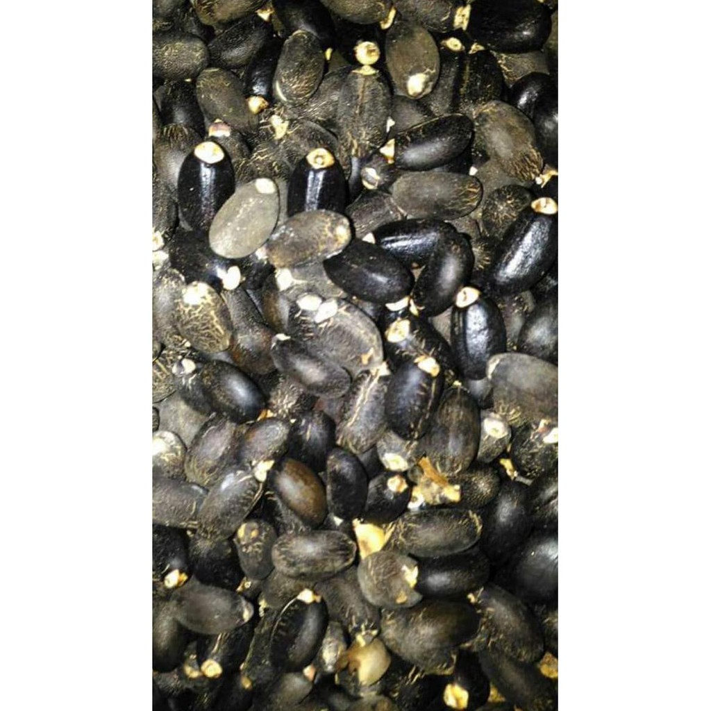 Jual 1 Kg Benih Biji Pohon Jarak Kepyar Reb0n Shopee Indonesia