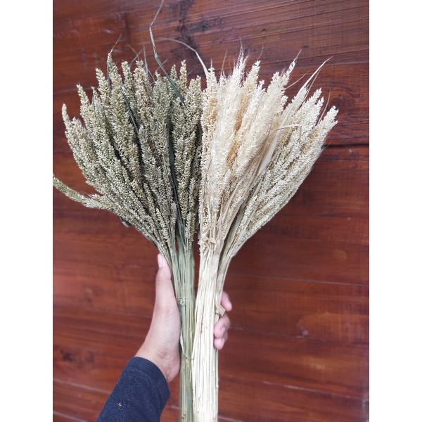 Jual rumput jawan / rumput gandum / dried flower / bunga kering ...