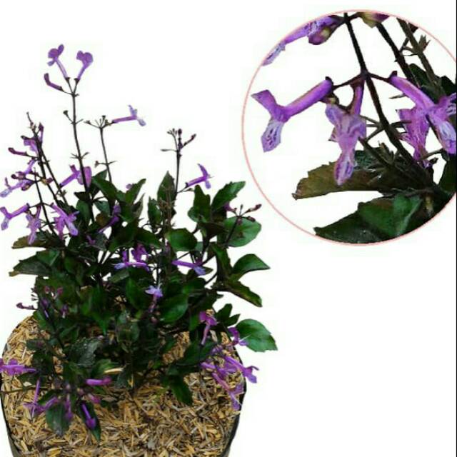 Jual Tanaman Bunga Monic Purple Lavender | Shopee Indonesia