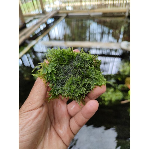 Jual Moss christmas/xsmash wabikusa tanaman aquascape | akuarium low ...
