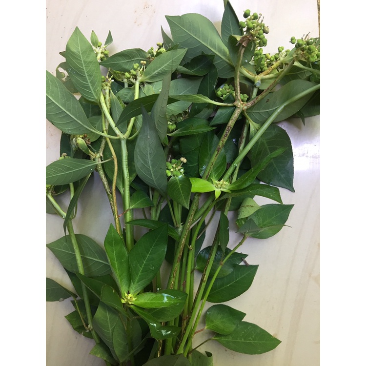 Jual Victory Seed - Daun Katemas Segar (Isi 300 Daun) | Shopee Indonesia