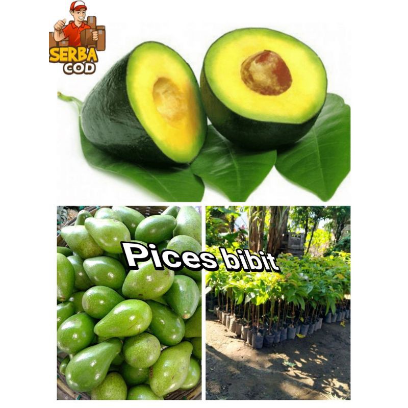 Bibit alpukat mentega jumbo okulasi