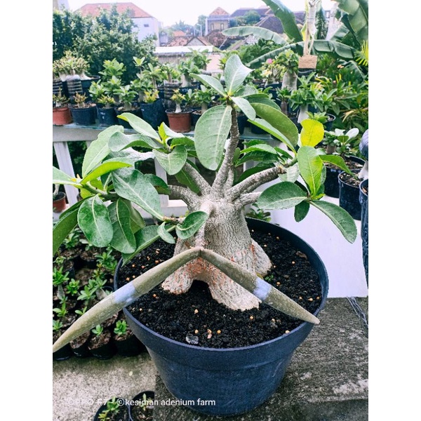 Jual biji raja thaisoco adenium/kamboja | Shopee Indonesia