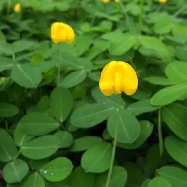 Jual Tanaman hias landep kacang kacangan murah sudah berakar serta daun ...