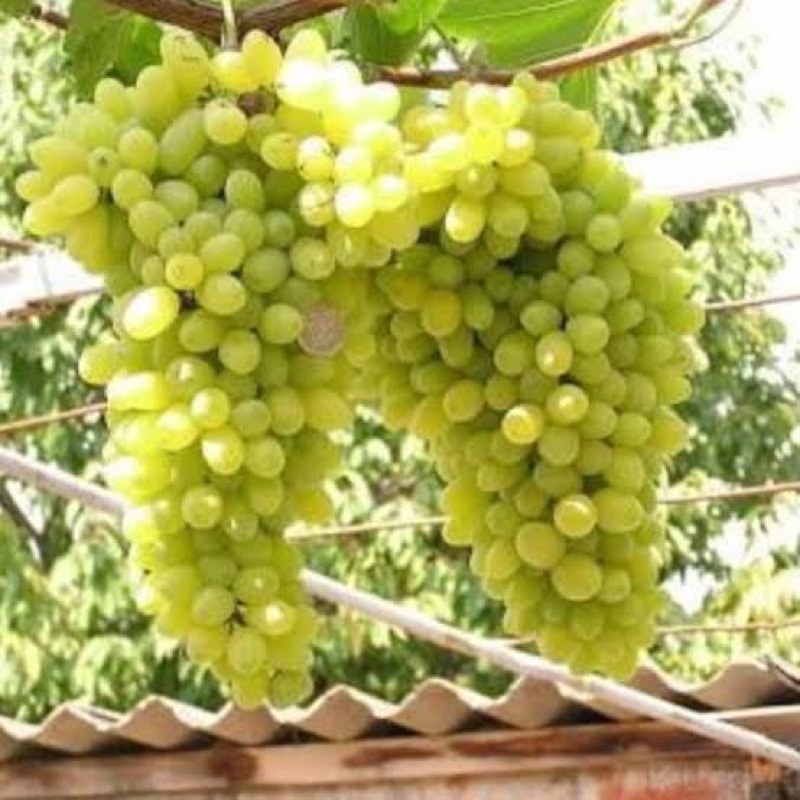 Jual Entres Anggur Import Trans, Jupiter, Everest, Ninel, Akademik ...