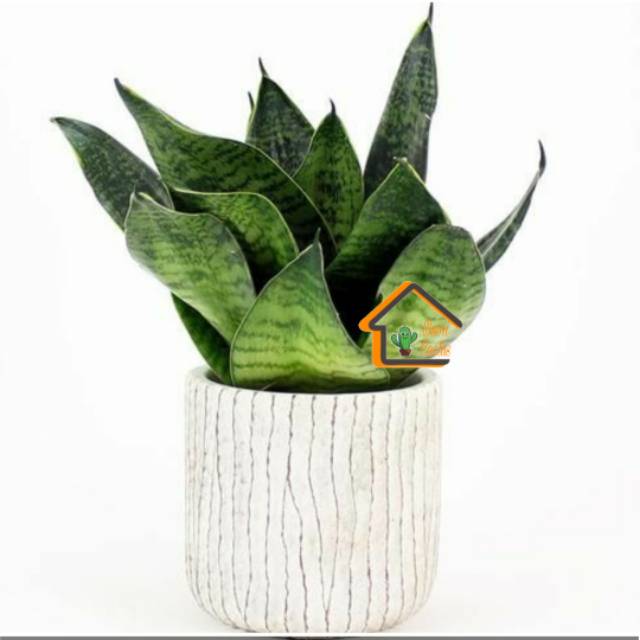 Jual Tanaman hias sansevieria lidah mertua mini | Shopee Indonesia