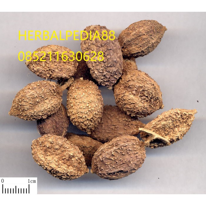 Jual sha ren 砂仁 Amomi Fructus 100 gram | Shopee Indonesia