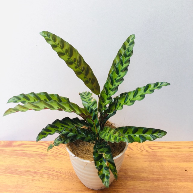 Jual Calathea Lancifolia Tanaman Hias Calathea Ekor Merak Size Besar