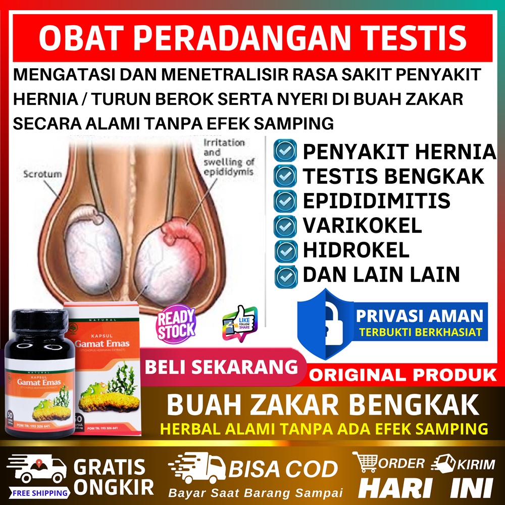 Jual Obat Buah Zakar Bengkak Varikokel Testis Besar Sebelah Nyeri