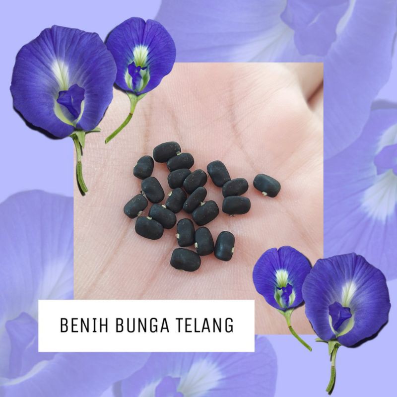 Jual Benih Bunga Telang / Butterfly Blue Pea Flower / Edible Flower ...