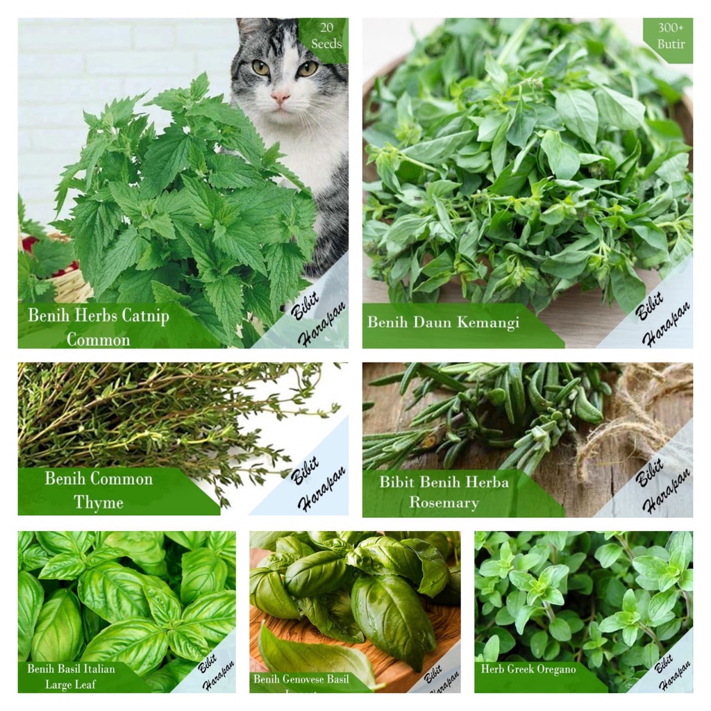 Jual Bibit Benih Biji Tanaman Herbal Oregano Basil Catnip Thyme Kemangi Rosemary Shopee Indonesia