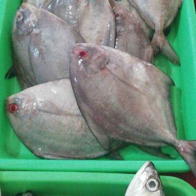 Jual Ikan Bawal Laut 1kg Shopee Indonesia