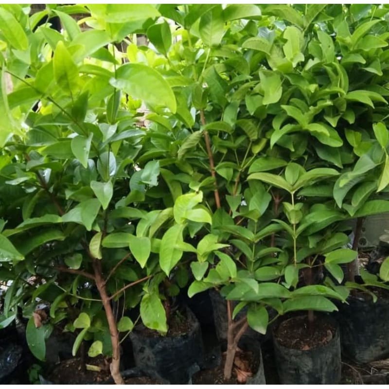 Jual Bibit jambu wer atau jambu air kancing merah unggul siap tanam ...