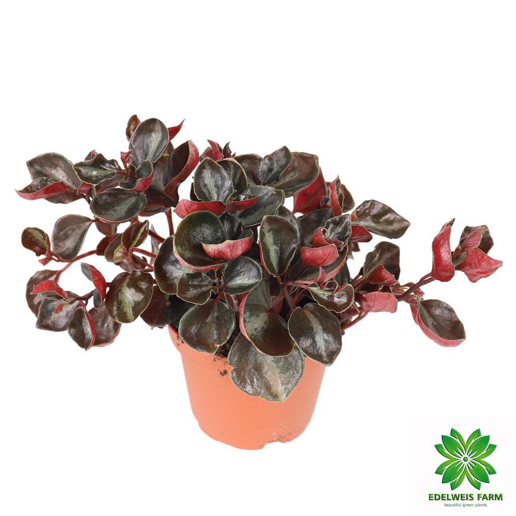 Jual TANAMAN HIAS PEPEROMIA METALLICA COLUMBIANA Shopee Indonesia