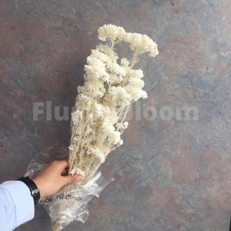 Jual Rice Flower 1(Bunch) | Shopee Indonesia